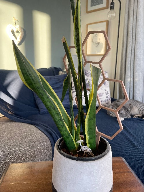Indoor plant large honeycomb trellis - 3D Printed - Design Fusion